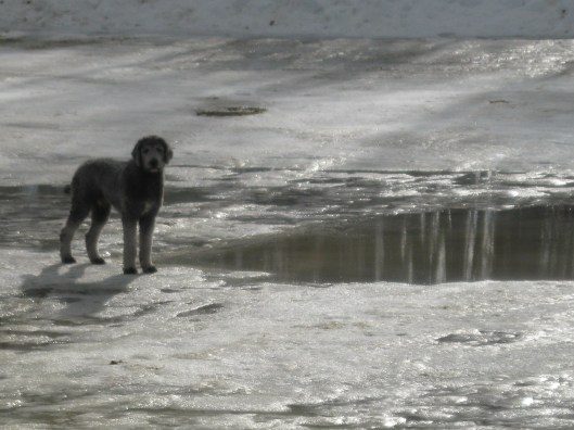 Henry surveying one of many pools in our yard
