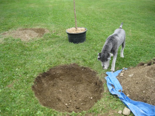 Henry approving the hole