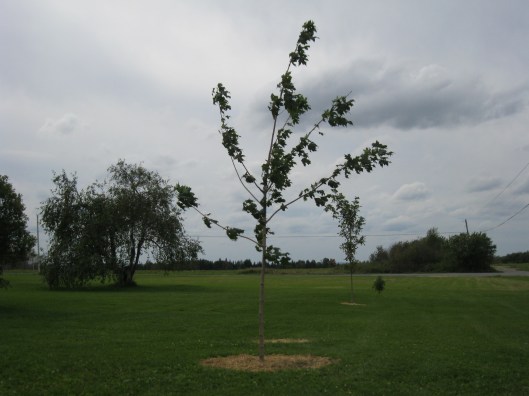Our three sugar maples - including the tenacious little one eaten to a stub in its first winter by a moose